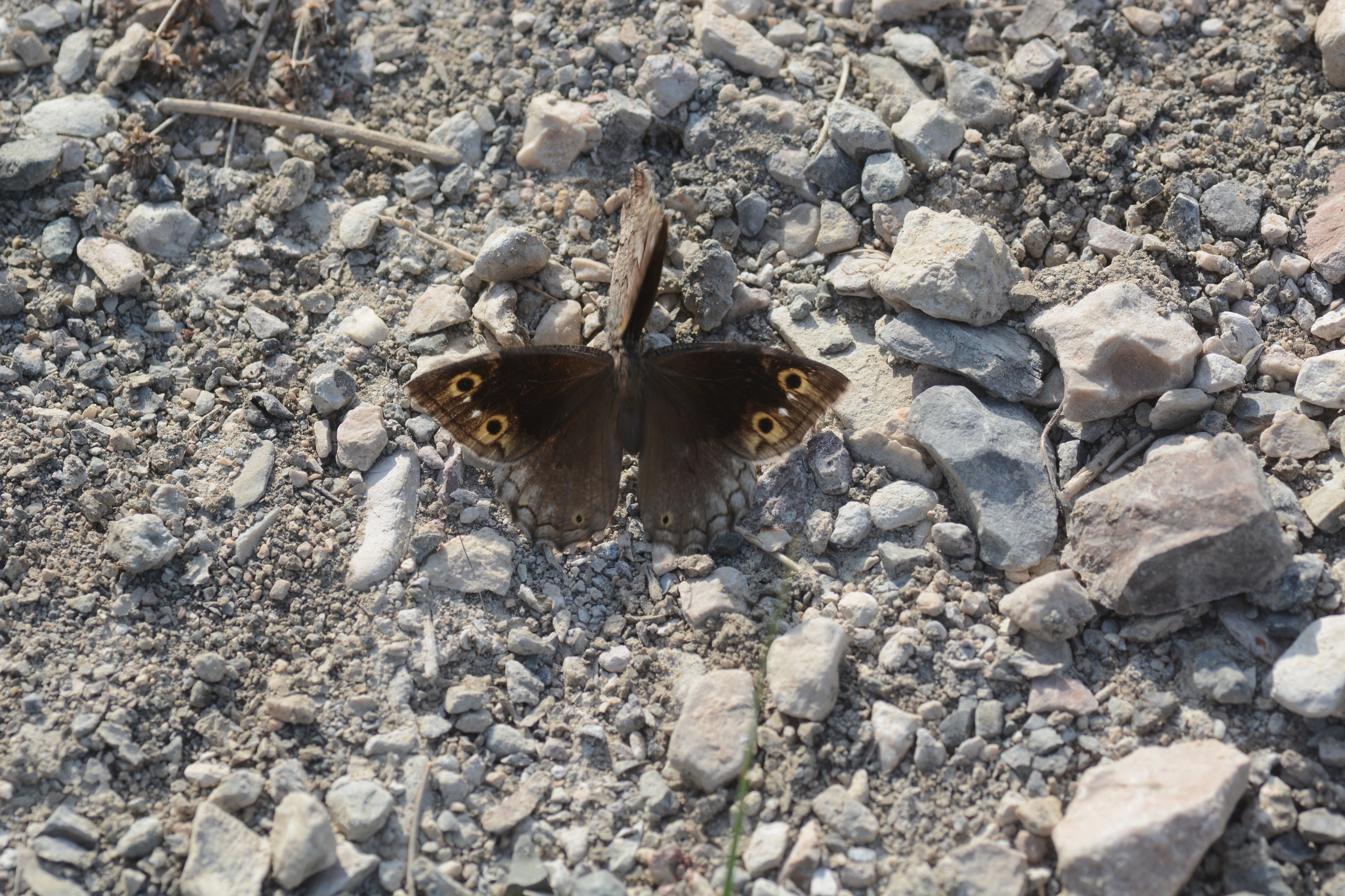 Hipparchia fatua (Anadolu Karameleği) butterfly photo